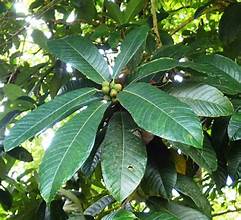 Ficus annulata